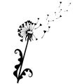 Dandelion with hearts. Black and white dandelion with flying seeds. Vector illustration of a summer flower. Silhouette Royalty Free Stock Photo