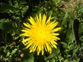 Dandelion herb and beautiful yellow flowers from medicinal herbs Royalty Free Stock Photo