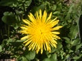 Dandelion herb and beautiful yellow flowers from medicinal herbs Royalty Free Stock Photo