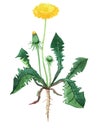 Dandelion herb medicinal and food plants