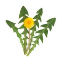 Dandelion Herb Flower