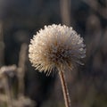 Dandelion in hoarfrost closeup Royalty Free Stock Photo