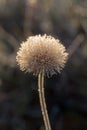 Dandelion in hoarfrost Royalty Free Stock Photo