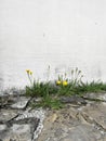 Dandelion on the house wall (2)