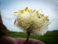 Dandelion in human hands. Wonderful walk in the summer meadow