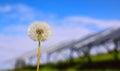 Dandelion inflorescence of flying parachutes against the background of a saturated summer blue sky. Remote solar panel system. Royalty Free Stock Photo