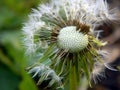 Dandelion inflorescence on which there are few fluffs with seeds