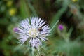 Dandelion with insect