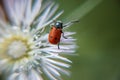 Dandelion with insect