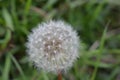 Dandelion Royalty Free Stock Photo