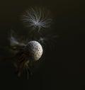 Dandelion isolated in dark background. Spring concept. Artistic photo of dandellion Royalty Free Stock Photo