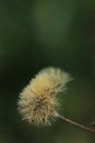 Dandelion Royalty Free Stock Photo