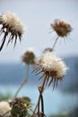 Dandelion Royalty Free Stock Photo