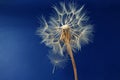 Dandelion and its flying seeds on a blue background Royalty Free Stock Photo