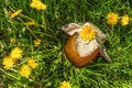 Dandelion jam or honey in glass jar on green grass with bright blooming flowers. Seasonal product Royalty Free Stock Photo