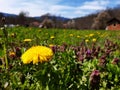 Dandelion kingdom