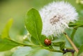 Dandelion and Ladybug Royalty Free Stock Photo