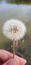 Dandelion with Lake Background