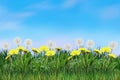 Dandelion flowers sunny day blowball floral landscape Royalty Free Stock Photo