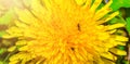 Dandelion large plans, the petals have him crawling ants.