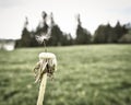 dandelion last one alone single strong nature plant Royalty Free Stock Photo