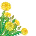 Vector corner bouquet with outline yellow Dandelion flower, bud and ornate green leaves isolated on white background.