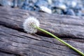 Dandelion laying across wooden boards