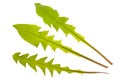 Dandelion leaf Royalty Free Stock Photo