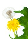 Dandelion with leaf Royalty Free Stock Photo
