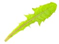 Dandelion leaf Royalty Free Stock Photo