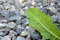 Dandelion leaf on gray gravel. A green leaf lies on the stones