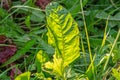 Dandelion leaf is illuminated by the sun in the tall grass Royalty Free Stock Photo