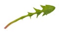 Dandelion leaf Royalty Free Stock Photo