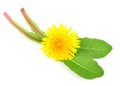 Dandelion leaves with a flower Royalty Free Stock Photo