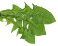 Dandelion leaves Royalty Free Stock Photo