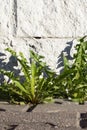 Dandelion leaves on paving slabs near a white wall Royalty Free Stock Photo