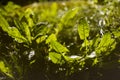 Dandelion leaves