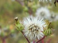 Dandelion-like plant with ripe seeds Royalty Free Stock Photo