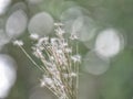 Dandelion like structures in a blurred background