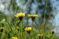 Dandelion-like yellow flowers of mouse-ear hawkweed (Pilosella officinarum or Hieracium pilosella) in the field 