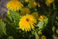 Dandelion or lionÃÂ´s tooth with a honeybee in center Royalty Free Stock Photo