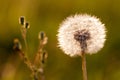 Dandelion Lit By Evening Sun Royalty Free Stock Photo
