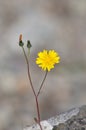 Dandelion The Little Yellow flower Plant