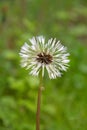 Dandelion Royalty Free Stock Photo
