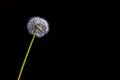 Dandelion on long green stem. Royalty Free Stock Photo