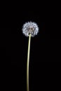 Dandelion on long stem. Royalty Free Stock Photo