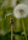 A flying dandelion with the remnants of fluffs