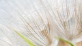 Dandelion macro. Royalty Free Stock Photo