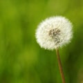 Dandelion macro Royalty Free Stock Photo