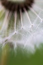 Dandelion Macro